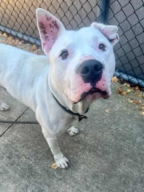 Photo of Stewart, adoptable Dogo Argentino in Chicago, Illinois