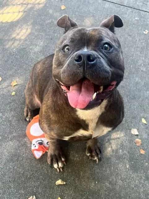 Photo of Romy, adoptable Staffordshire Bull Terrier in Chicago, Illinois