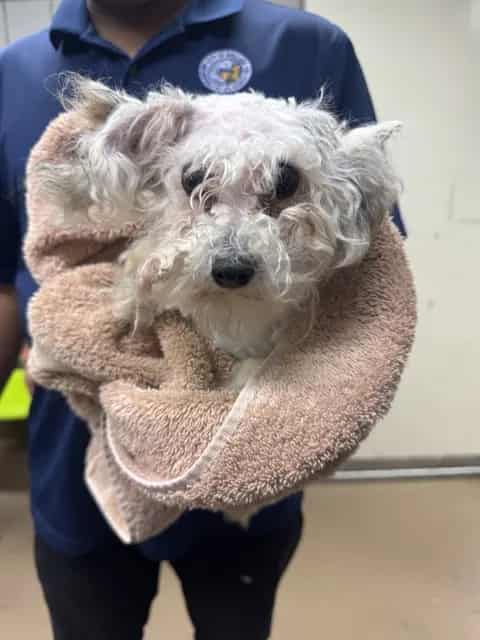 Photo of Krypto, adoptable Poodle - Miniature in Chicago, Illinois