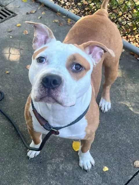 Photo of Tobey, adoptable American Pit Bull Terrier in Chicago, Illinois