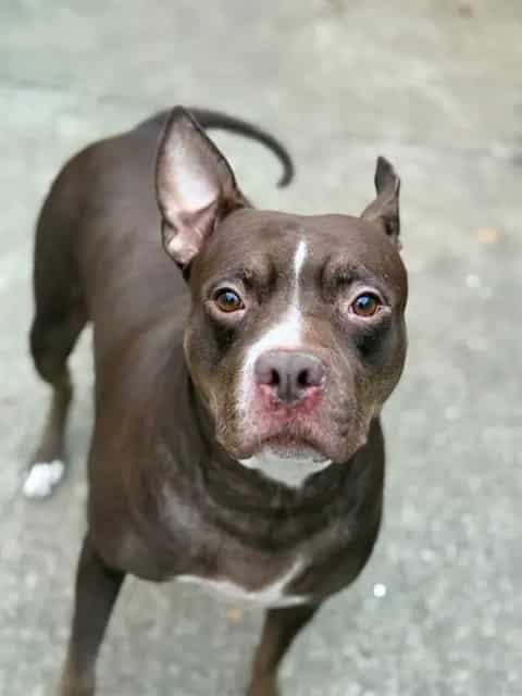 Photo of Miss Piggy, adoptable American Pit Bull Terrier in Chicago, Illinois