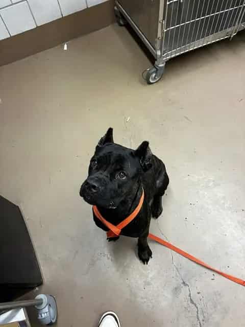 Photo of Brisa, adoptable Cane Corso in Chicago, Illinois