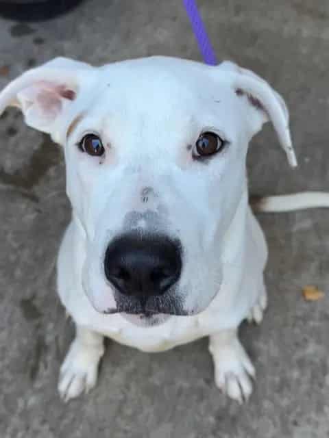 Photo of Sorting Hat, adoptable Labrador Retriever mix in Chicago, Illinois