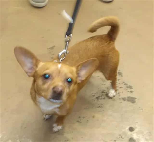 Photo of Rolo, adoptable Chihuahua - Smooth Coated in Chicago, Illinois