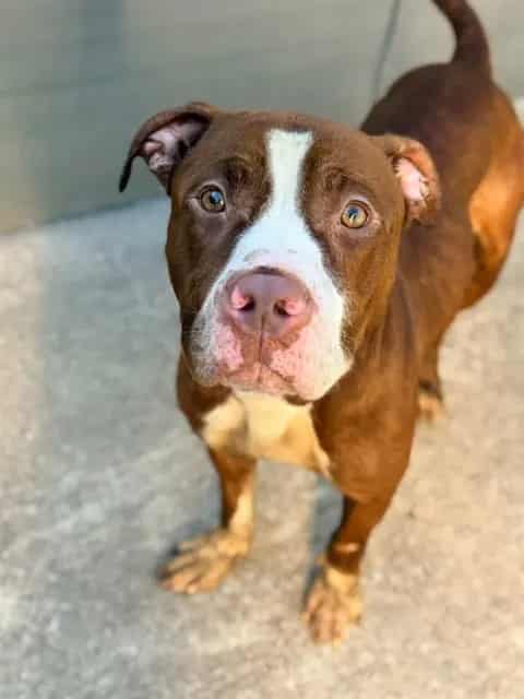 Photo of Ulissa, adoptable American Pit Bull Terrier in Chicago, Illinois