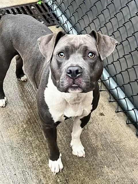 Photo of Leeza, adoptable American Pit Bull Terrier mix in Chicago, Illinois