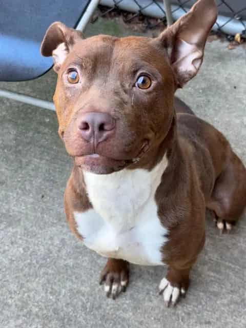 Photo of Nutella, adoptable Labrador Retriever mix in Chicago, Illinois