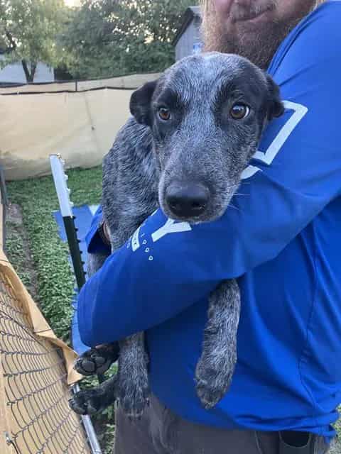 Photo of Maggie, adoptable Australian Cattle Dog