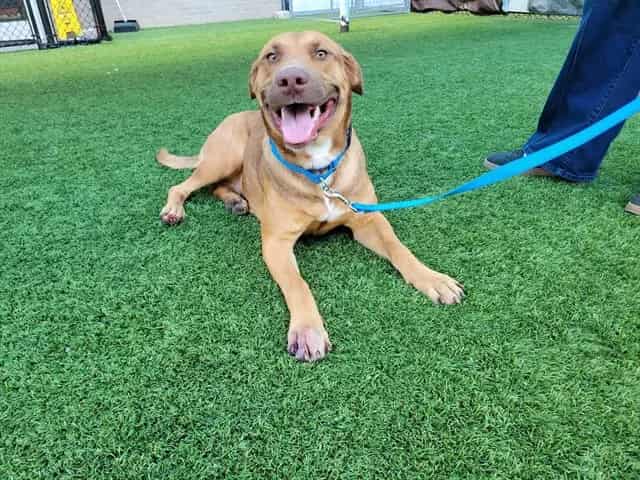 Photo of Dolly, adoptable Rhodesian Ridgeback mix