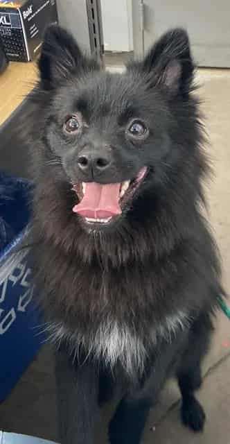Photo of Mochi, adoptable Pomeranian mix