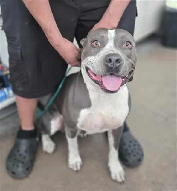 Photo of Loki, adoptable Mixed Breed