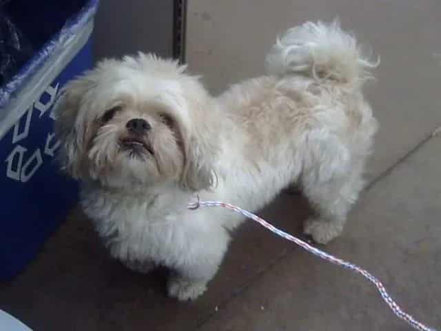 Photo of Duncan, adoptable Mixed Breed