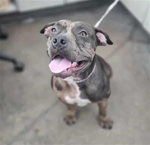 Photo of Wednesday, adoptable American Pit Bull Terrier mix