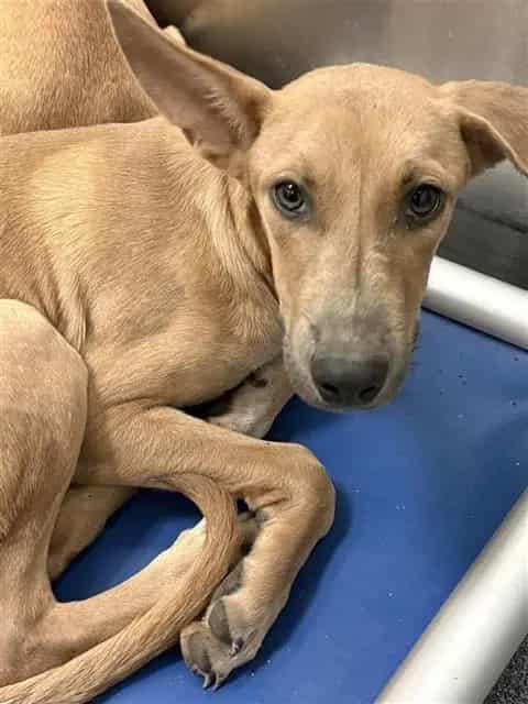 Photo of Val, adoptable Mixed Breed