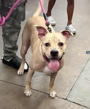 Photo of Expresso, adoptable Mixed Breed