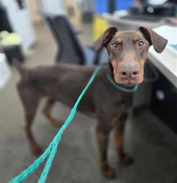 Photo of Mary Jane, adoptable Doberman Pinscher