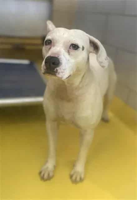 Photo of Lily, adoptable Mixed Breed