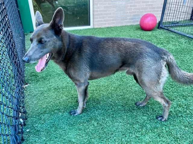 Photo of Aries, adoptable Mixed Breed