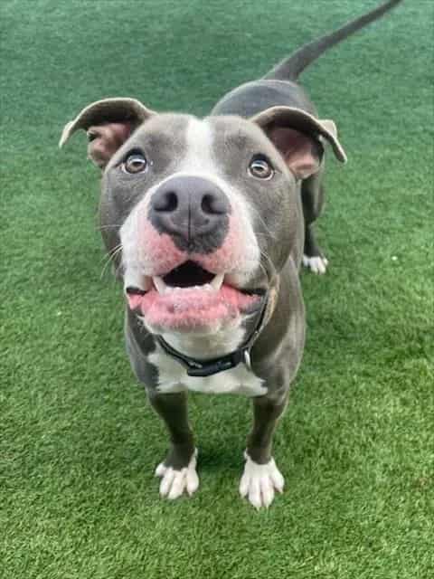 Photo of Ace, adoptable Mixed Breed
