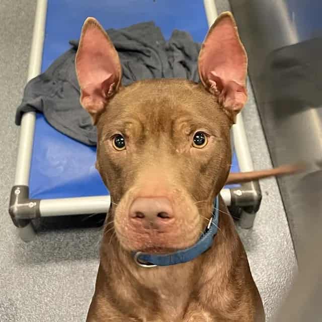 Photo of Duke, adoptable Mixed Breed
