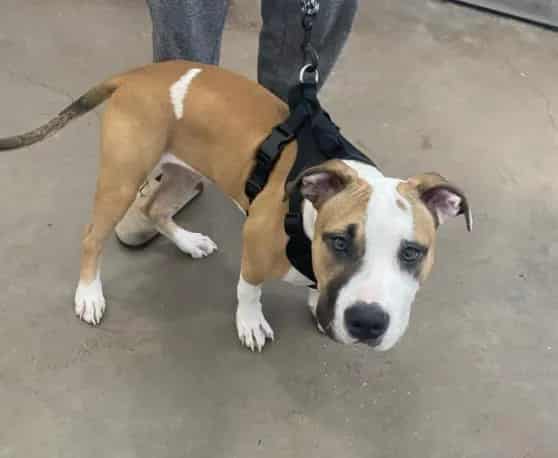 Photo of Neko, adoptable Mixed Breed
