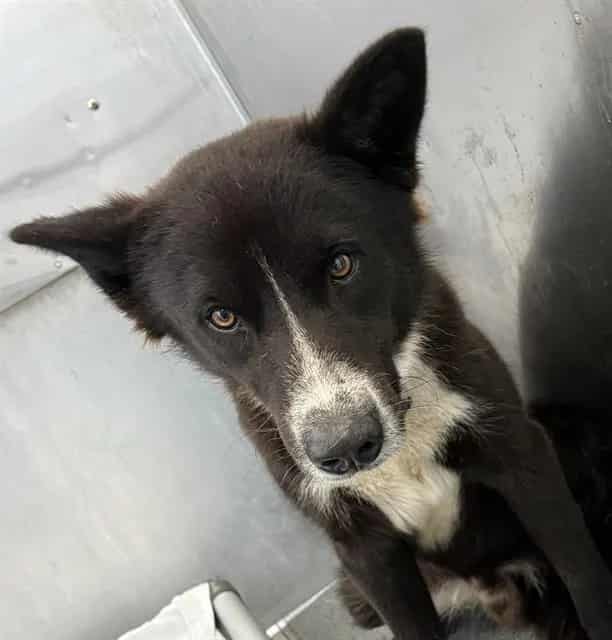 Photo of Keeper, adoptable Border Collie mix