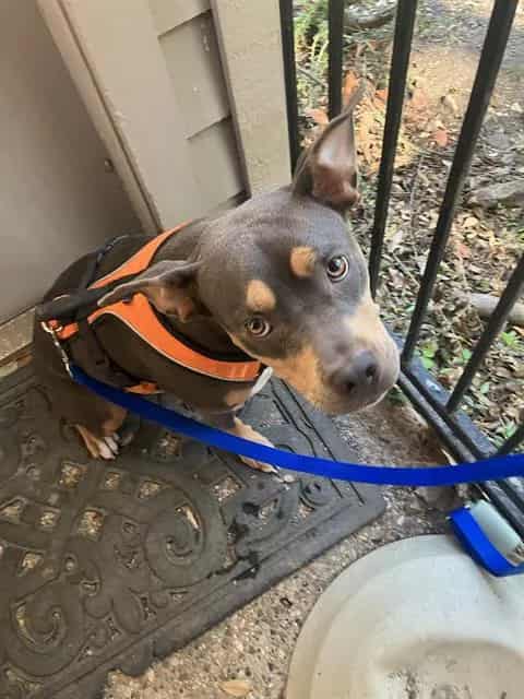 Photo of Star, adoptable American Bulldog mix