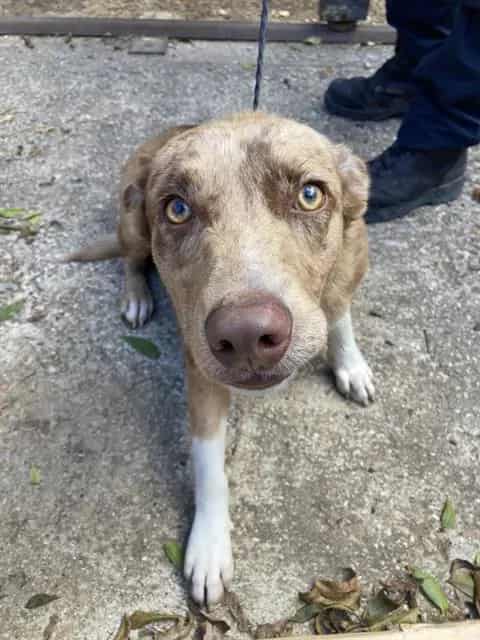 Photo of Whiskey, adoptable Australian Shepherd mix