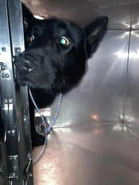 Photo of Oso, adoptable German Shepherd Dog