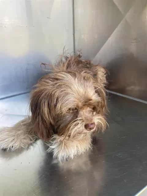 Photo of Ewok, adoptable Shih Tzu and Havanese