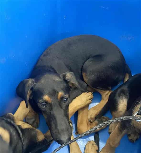 Photo of Brittany, adoptable Mixed Breed