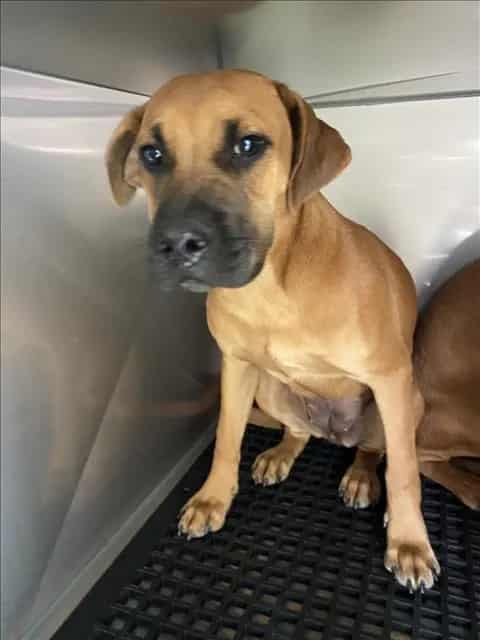 Photo of Buffy, adoptable Mixed Breed