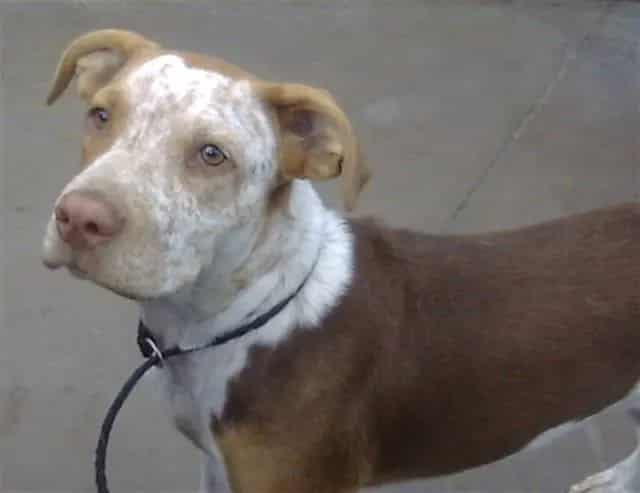 Photo of Fauna, adoptable Mixed Breed