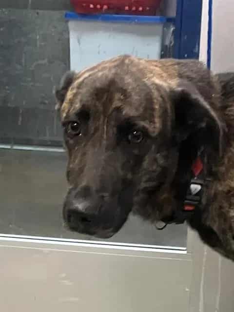 Photo of Max, adoptable Mixed Breed