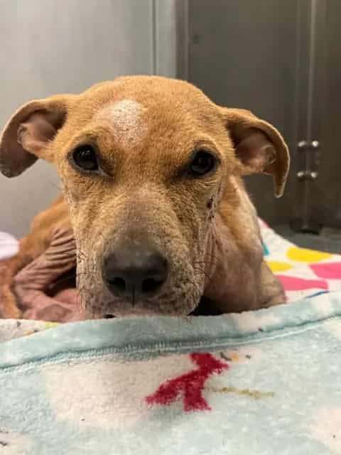 Photo of Daenerys, adoptable Mixed Breed