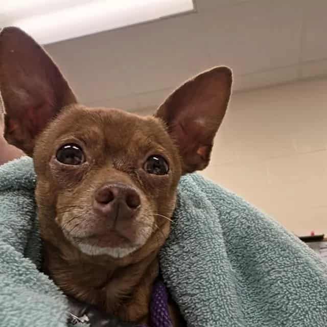 Photo of Chihuahua, adoptable Mixed Breed