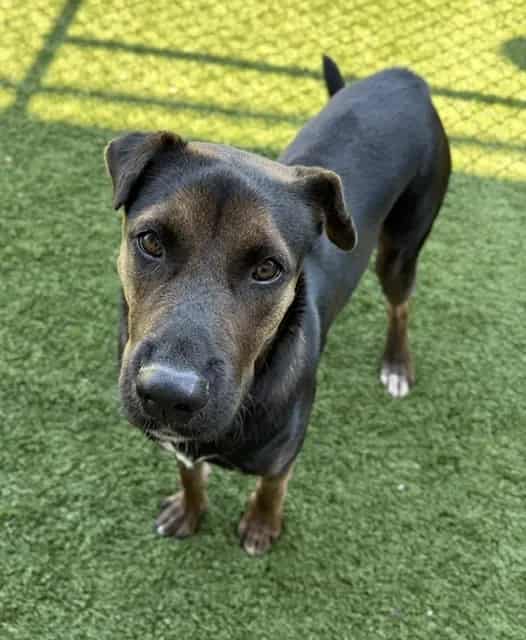 Photo of Stevie, adoptable Mixed Breed
