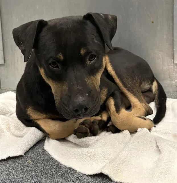 Photo of Mint, adoptable Mixed Breed