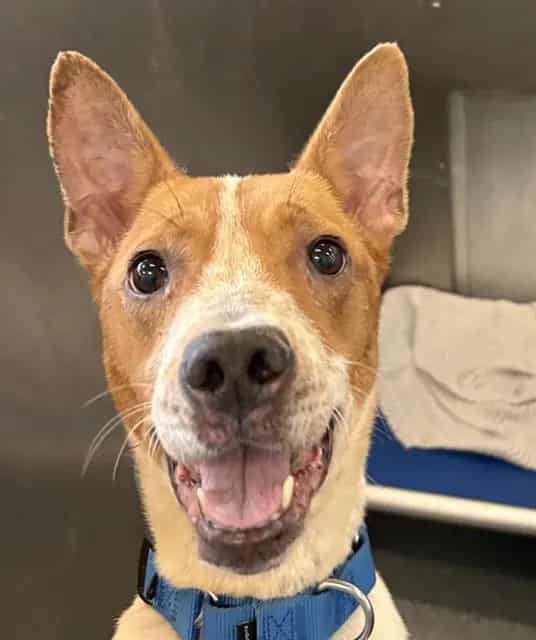 Photo of Rockie, adoptable Mixed Breed