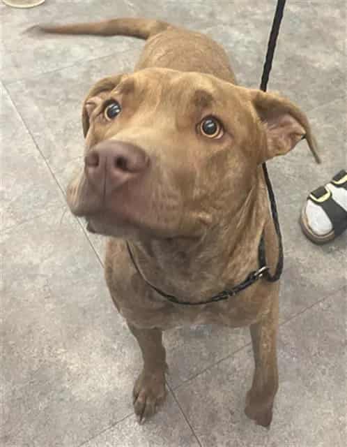 Photo of Athena, adoptable Mixed Breed
