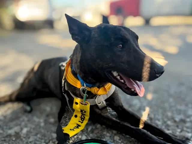 Photo of Kobe, adoptable Mixed Breed and Dutch Shepherd
