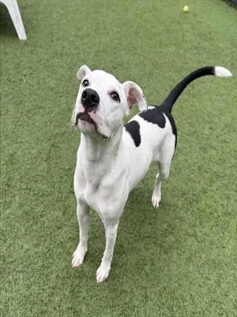 Photo of Sanchi, adoptable Mixed Breed