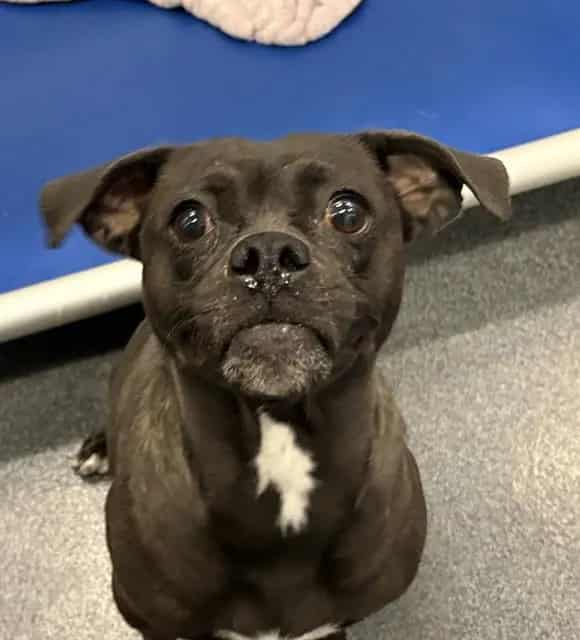 Photo of Piper, adoptable Pug