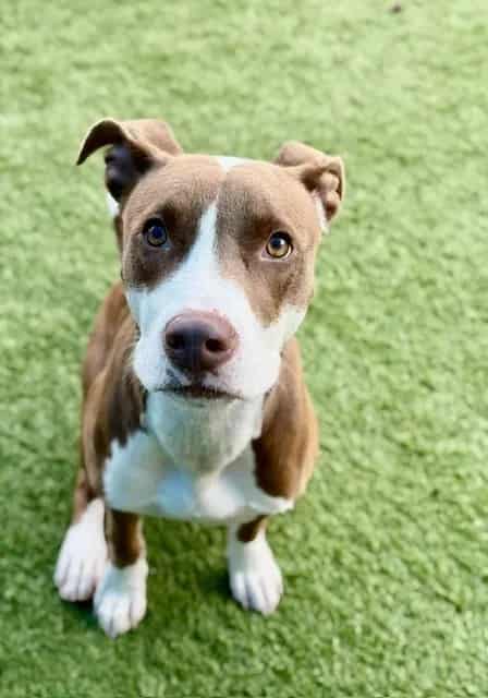 Photo of Toasty, adoptable Mixed Breed