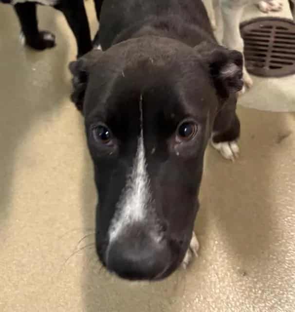 Photo of Tess, adoptable Mixed Breed