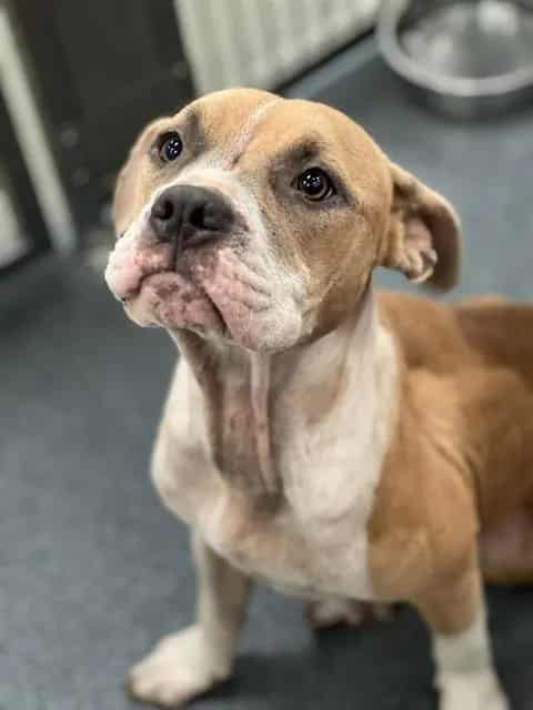 Photo of Peach, adoptable Pit Bull Terrier