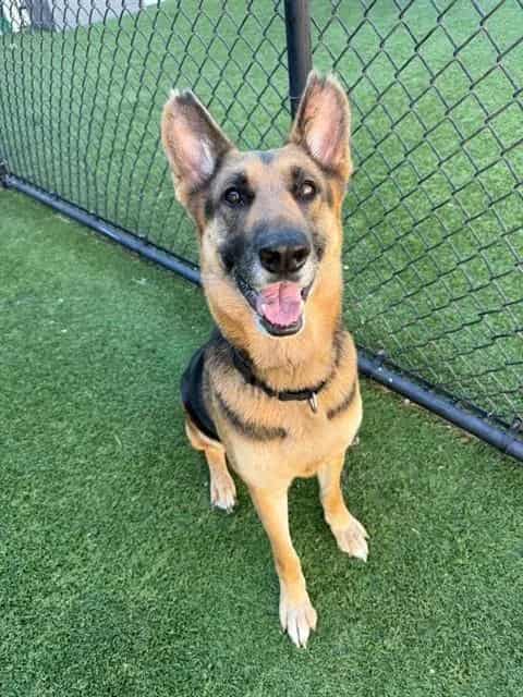 Photo of Honey, adoptable German Shepherd Dog