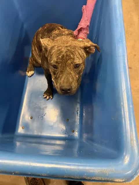 Photo of Pantera, adoptable Mixed Breed