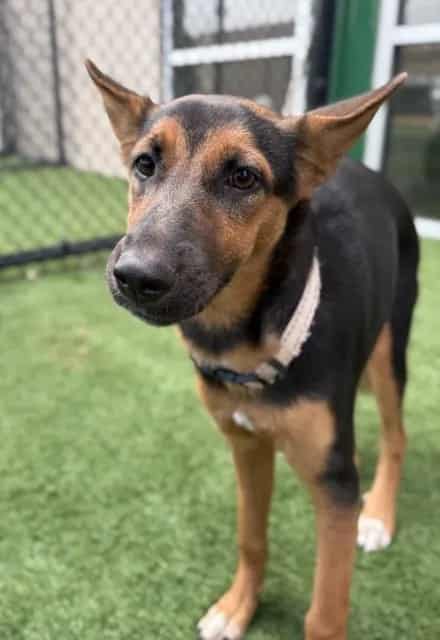 Photo of Risotto, adoptable Mixed Breed
