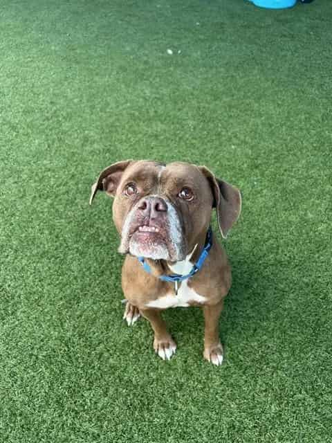 Photo of Maisie, adoptable Mixed Breed